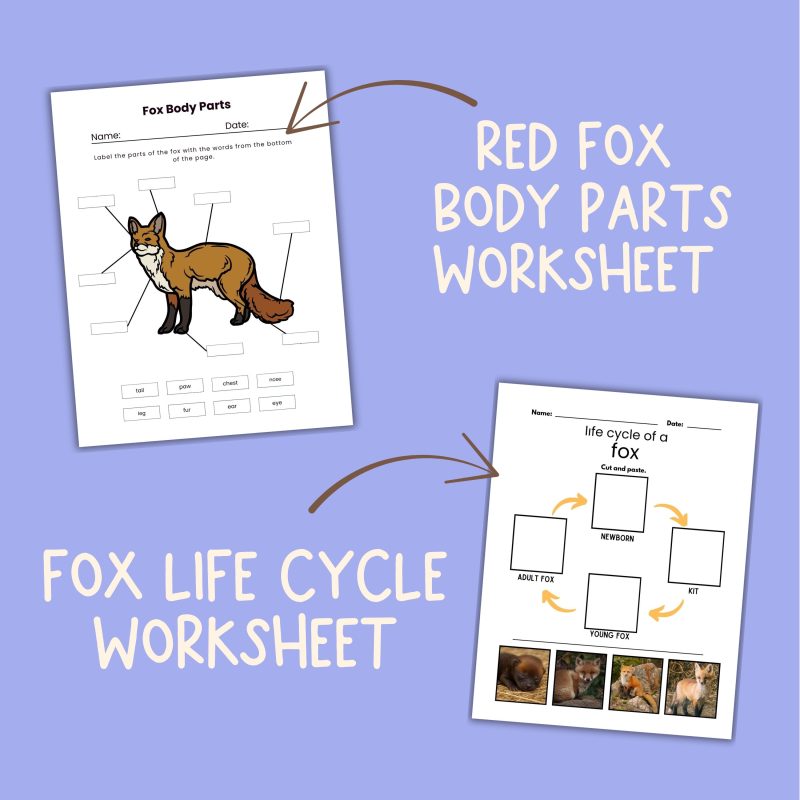 Red Fox Nature Study Family Unit Animal Science - Image 3