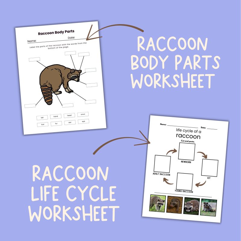 Raccoon Nature Study Family Unit Forest Worksheets and Activities - Image 3