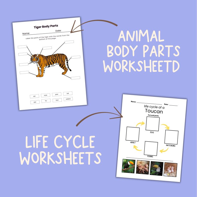 Rain Forest Animal Nature Study Bundle Tiger, Sloth and Toucan - Image 3