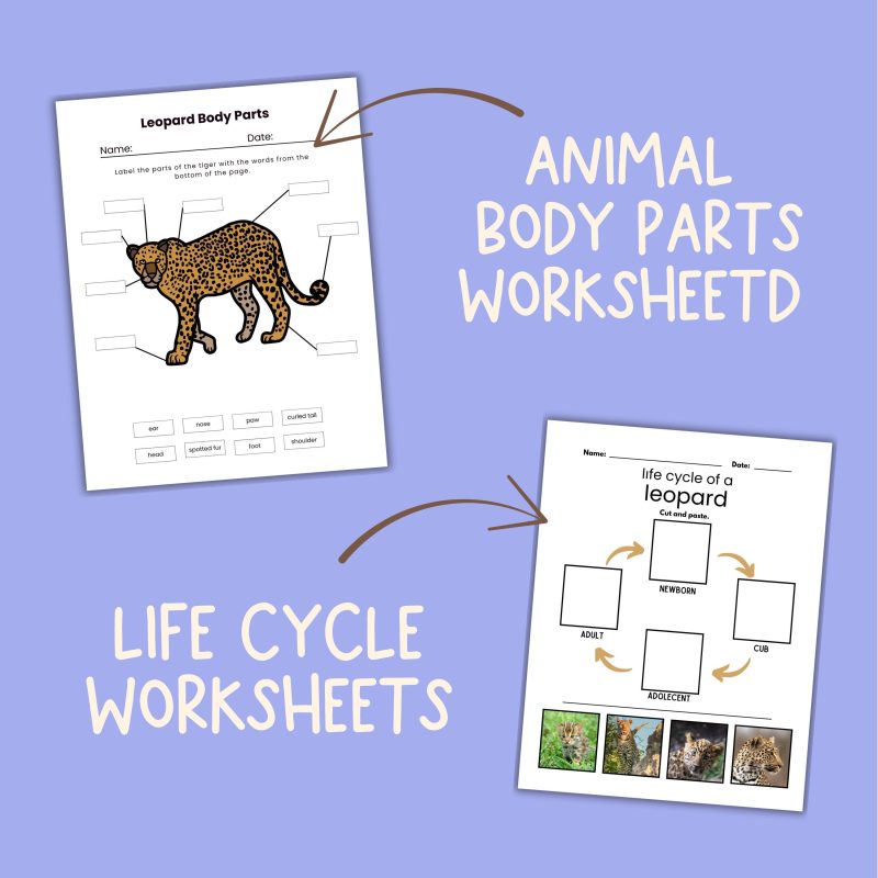 Jungle Animal Nature Study Bundle Leopard, Chimpanzee and Spider Monkey - Image 3