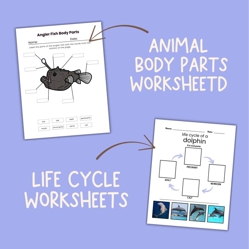 Ocean Animal Nature Study Bundle, Dolphin, Octopus and Deep Sea Animals - Image 3