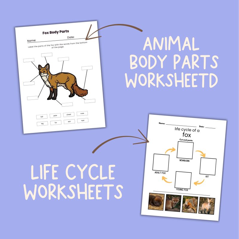Forest Animal Nature Study Bundle; Brown Bear, Red Fox and Raccoon - Image 3