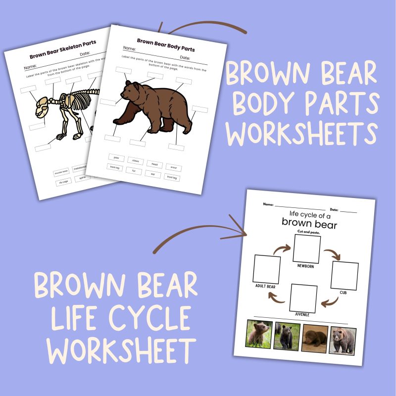 Brown Bear Nature Study Family Unit Worksheets and Note Pages - Image 3