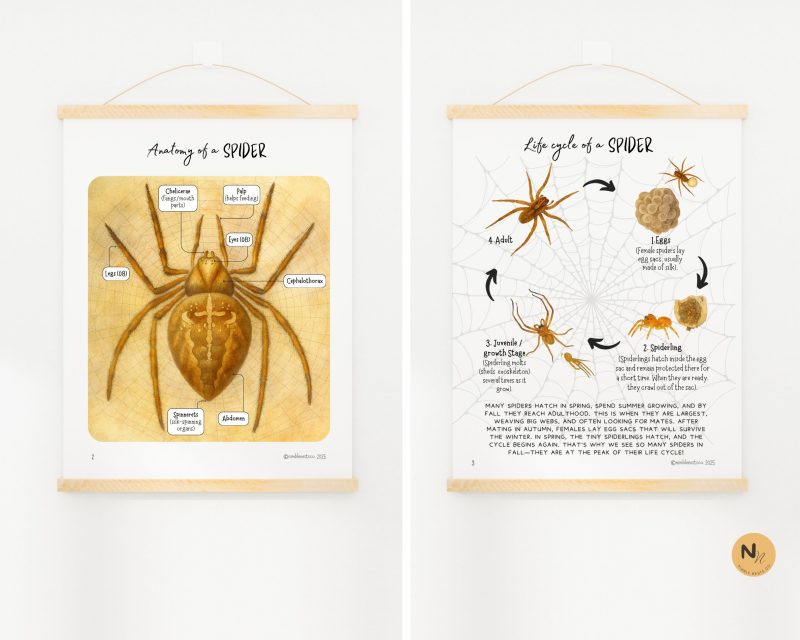 Spider Unit Study: Anatomy, Lifecycle, Webs, Craft, Fall unit, Fall activity - Image 4