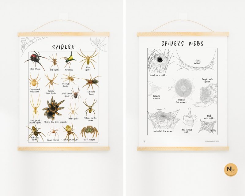 Spider Unit Study: Anatomy, Lifecycle, Webs, Craft, Fall unit, Fall activity - Image 5