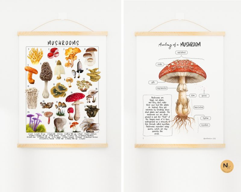 Autumn Unit Study: Squirrel, Bat, Turkey & Spider study - Mushroom, Apple & Sunflower,Fall Activity - Image 5